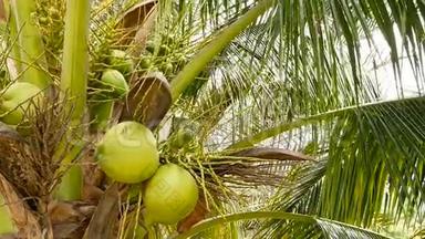特写充满异国情调的绿棕树叶子，里面有一簇年轻新鲜的圆形椰子果。 自然